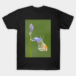 Orange Tip on a Bluebell with green background T-Shirt